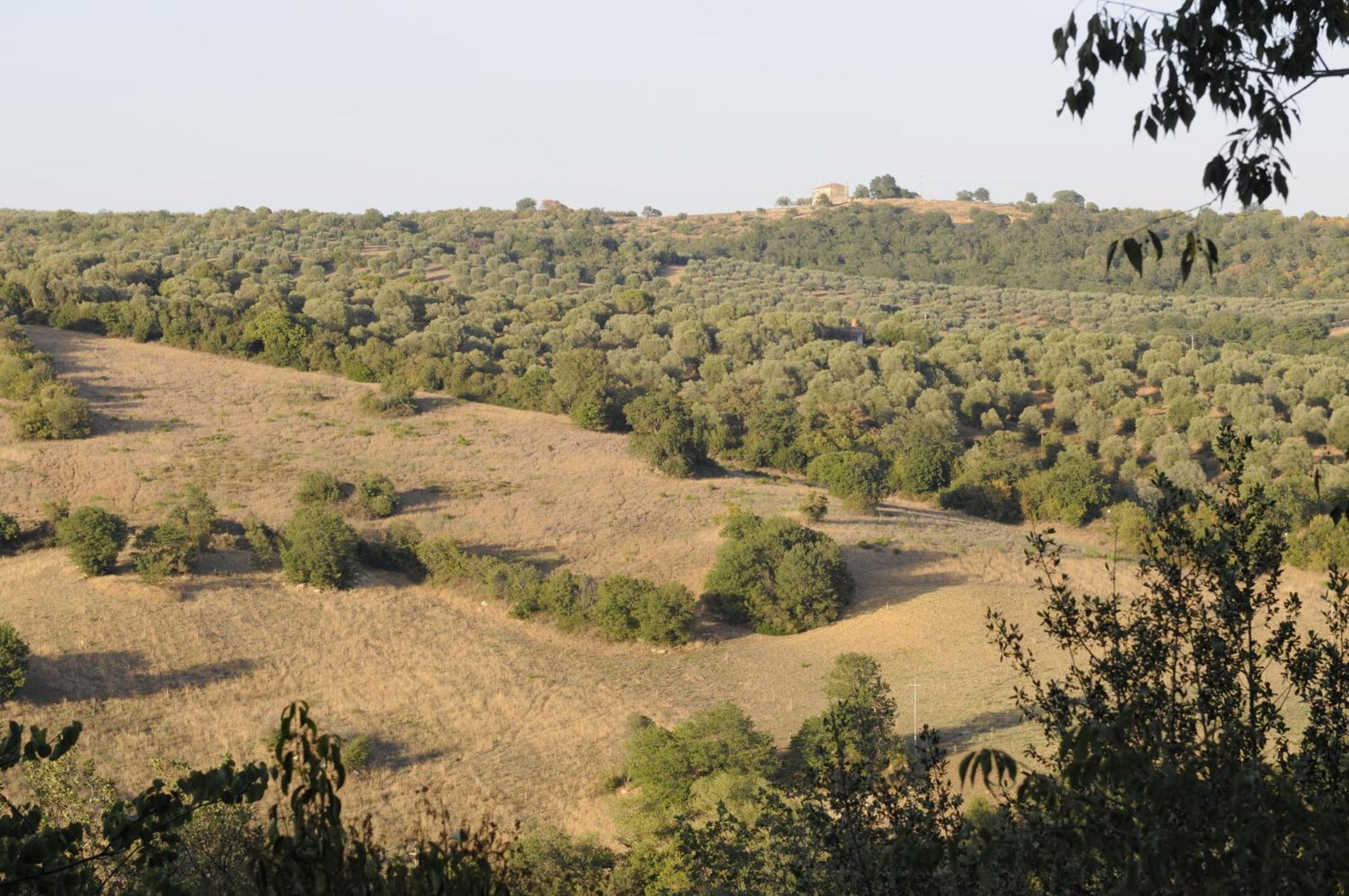 Le Tartarughe Rooms Magliano in Toscana Exteriör bild